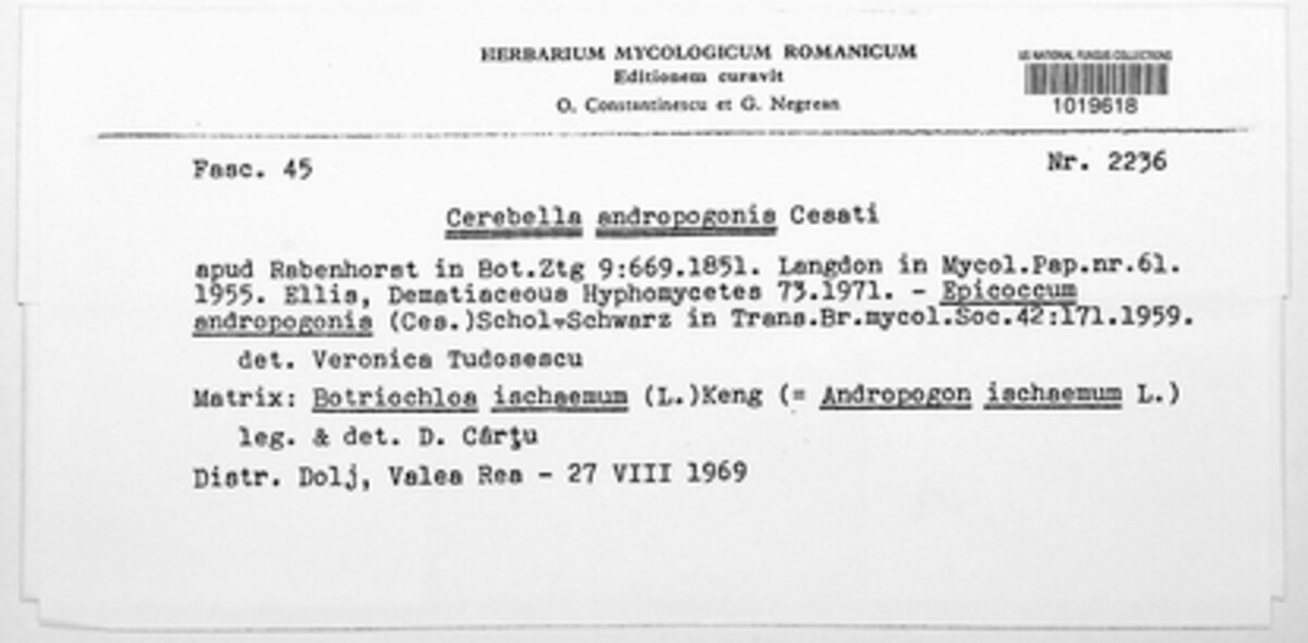Epicoccum andropogonis image